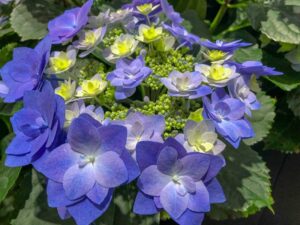 Hortensie