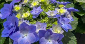 Hortensie