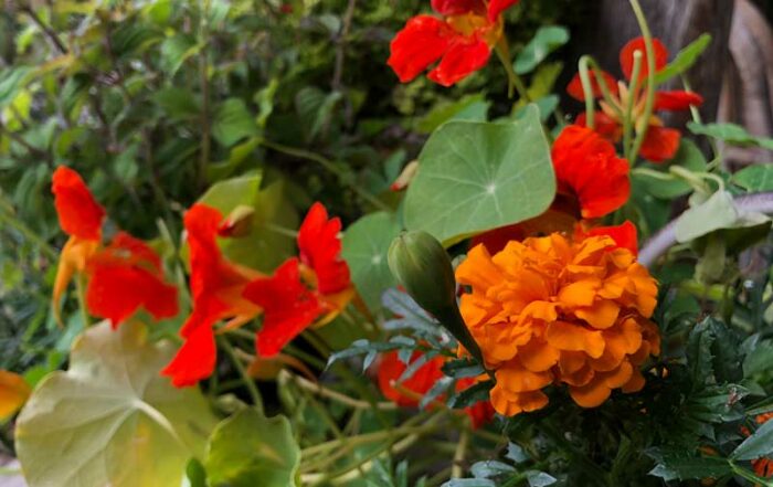 Tagetes und Kapuzinerkresse