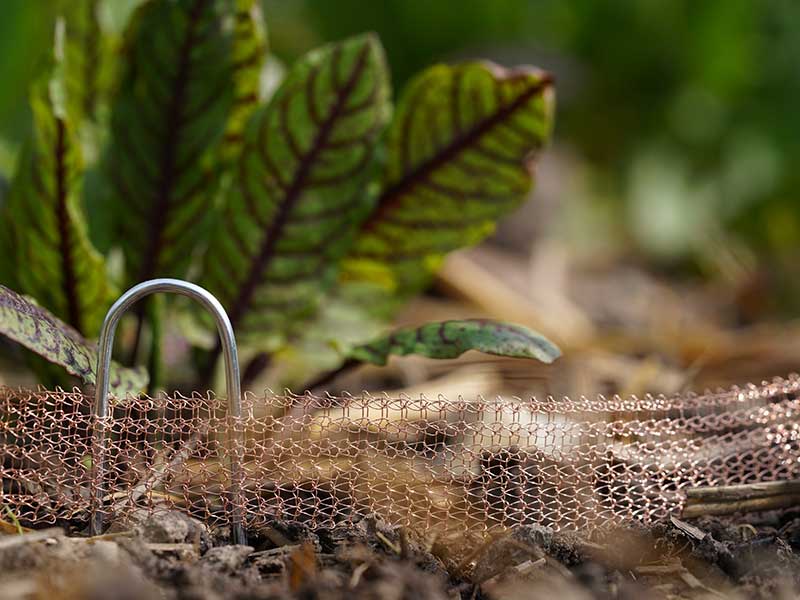 Bild: Leopold Mayrhofer/Natur im Garten Bild: Leopold Mayrhofer/Natur im Garten