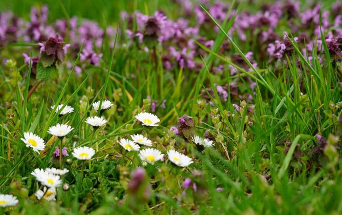 Bild: Leopold Mayrhofer/Natur im Garten