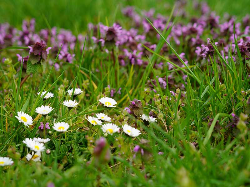 Bild: Leopold Mayrhofer/Natur im Garten