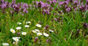 Bild: Leopold Mayrhofer/Natur im Garten