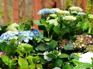 Bild: Leopold Mayrhofer/Natur im Garten