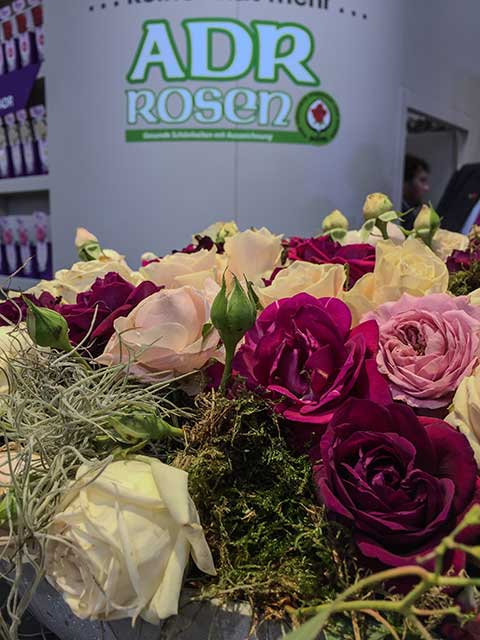 ADR-Rosen sind garantiert robust ADR-Rosen sind garantiert robust