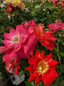 Rose "Bienenweide" mit offenen Bl&uuml;ten