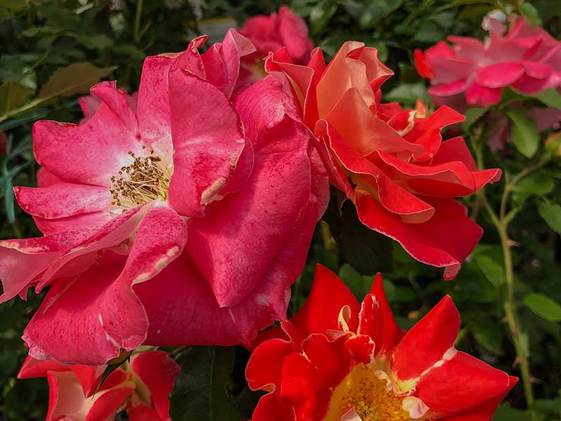 Rose „Bienenweide“ mit offenen Blüten Rose "Bienenweide" mit offenen Blüten