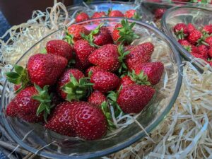 Erdbeere "Mietze Schindler"