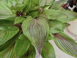 Hosta Red Ninja - die Chelsea-Pflanze des Jahres