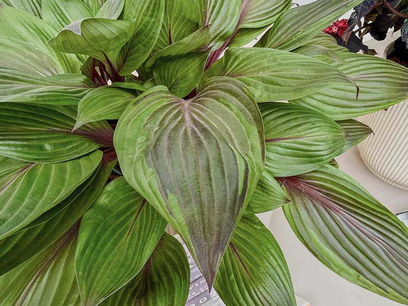 Hosta Red Ninja – die Chelsea-Pflanze des Jahres Hosta Red Ninja - die Chelsea-Pflanze des Jahres