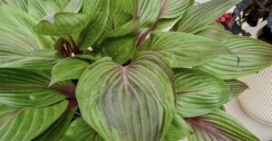 Hosta Red Ninja - die Chelsea-Pflanze des Jahres