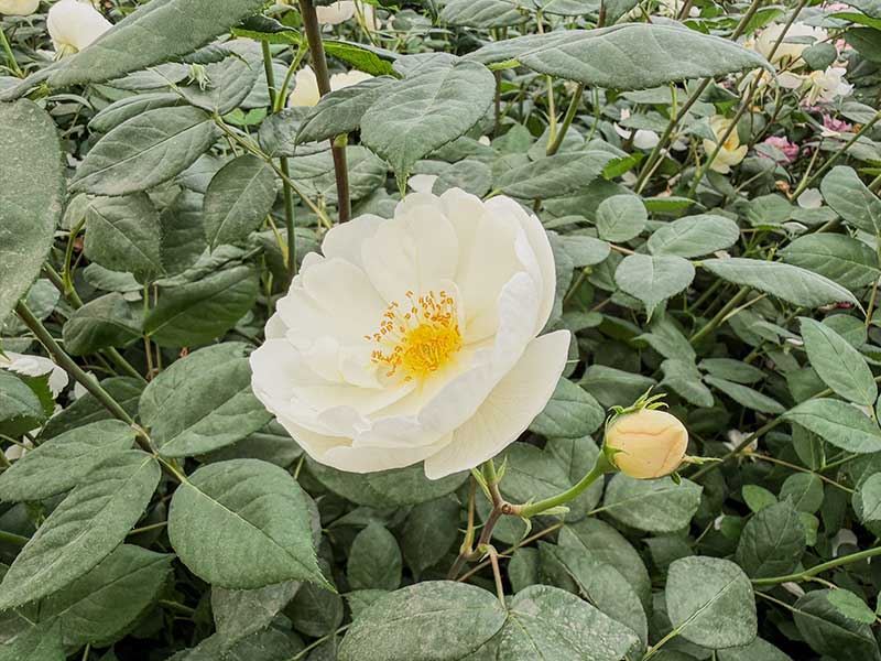 Rose für den Fußballstar David Beckham von David Austin Rose für den Fußballstar David Beckham von David Austin