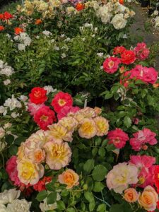 Rosen-Vielfalt