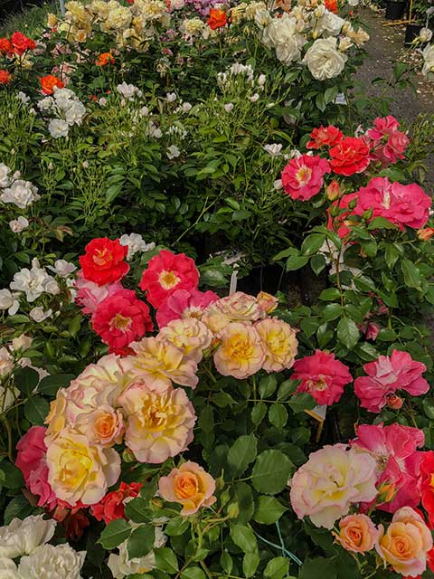 Rosen-Vielfalt Rosen-Vielfalt