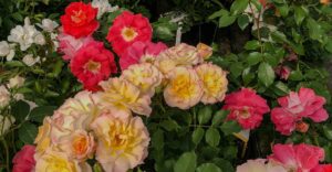 Rosen-Vielfalt