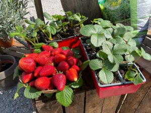 Erdbeeren