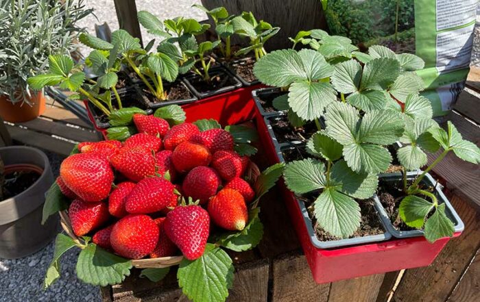 Erdbeeren