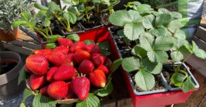 Erdbeeren