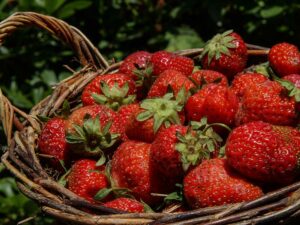 Erdbeeren