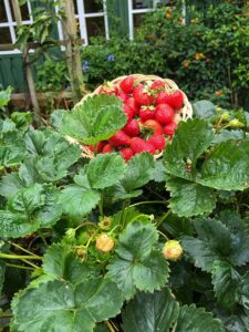 Erdbeeren im Topf