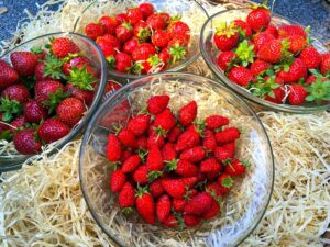 Erdbeeren
