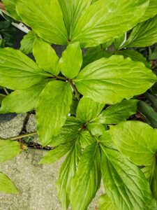 Pfingstrose mit gelblichem Laub