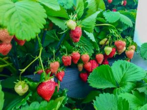 Erdbeeren
