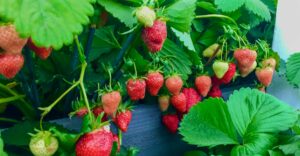 Erdbeeren