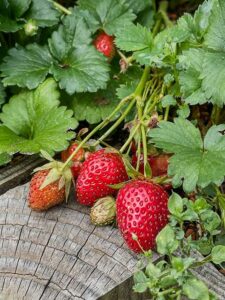 Erdbeeren