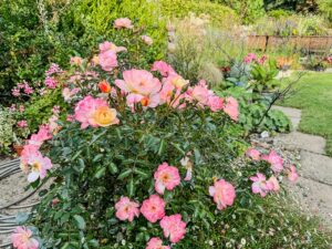 Rose mit offenen Bl&uuml;ten
