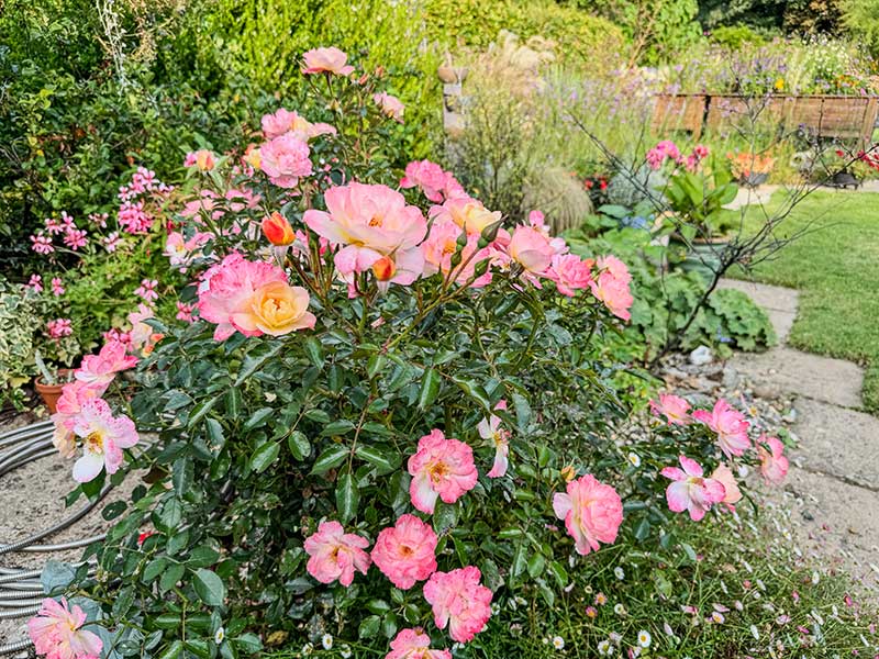 Rose mit offenen Blüten Rose mit offenen Blüten
