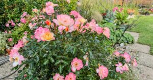 Rose mit offenen Bl&uuml;ten
