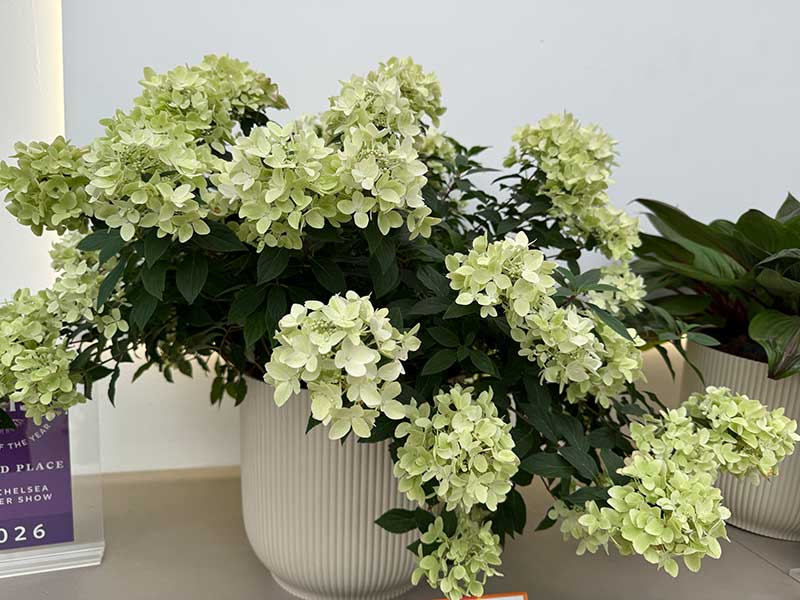 Platz 2 der Chelsea-Pflanze des Jahres: Bodendecker-Hortensie in Rosa – allerdings erst im Herbst Platz 2 der Chelsea-Pflanze des Jahres: Bodendecker-Hortensie in Rosa - allerdings erst im Herbst
