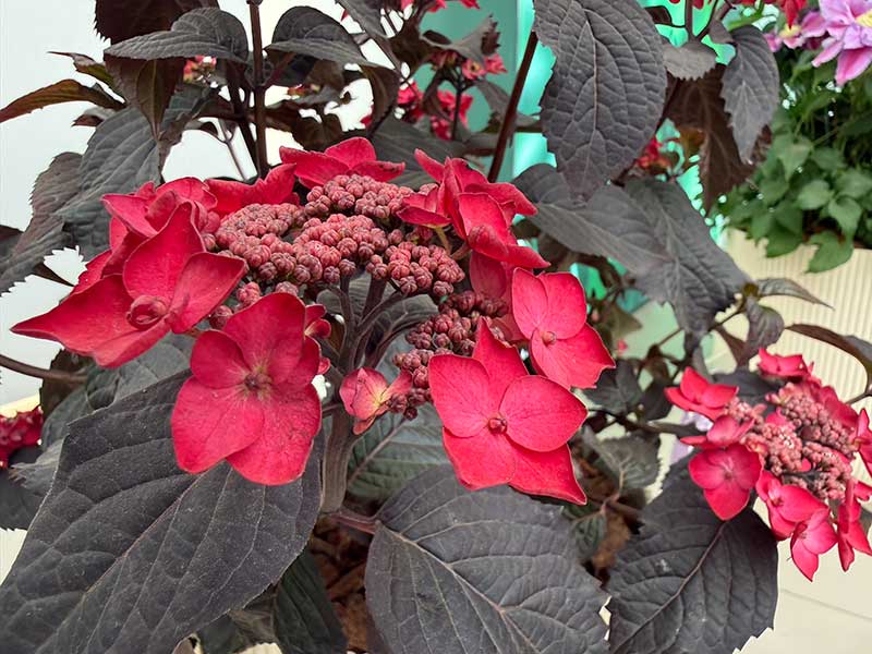 Platz 3 der Chelsea-Pflanzen: Hortensie Velvet Night Red Lace Platz 3 der Chelsea-Pflanzen: Hortensie Velvet Night Red Lace