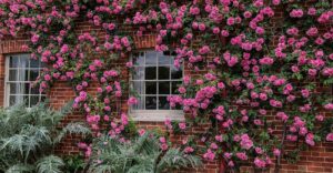 Rosen in voller Pracht