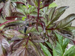 Pfingstrose "Melot" mit rotem Laub
