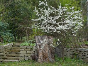 Bild: Leopold Mayrhofer/Natur im Garten