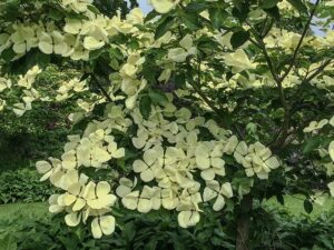 Blumenhartriegel