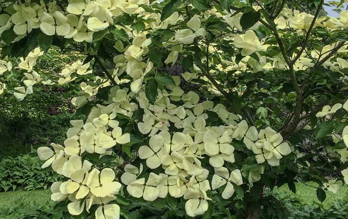 Blumenhartriegel