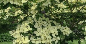 Blumenhartriegel