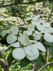Blumenhartriegel "Venus" - die Bl&uuml;ten sind fast 10 cm gro&szlig;