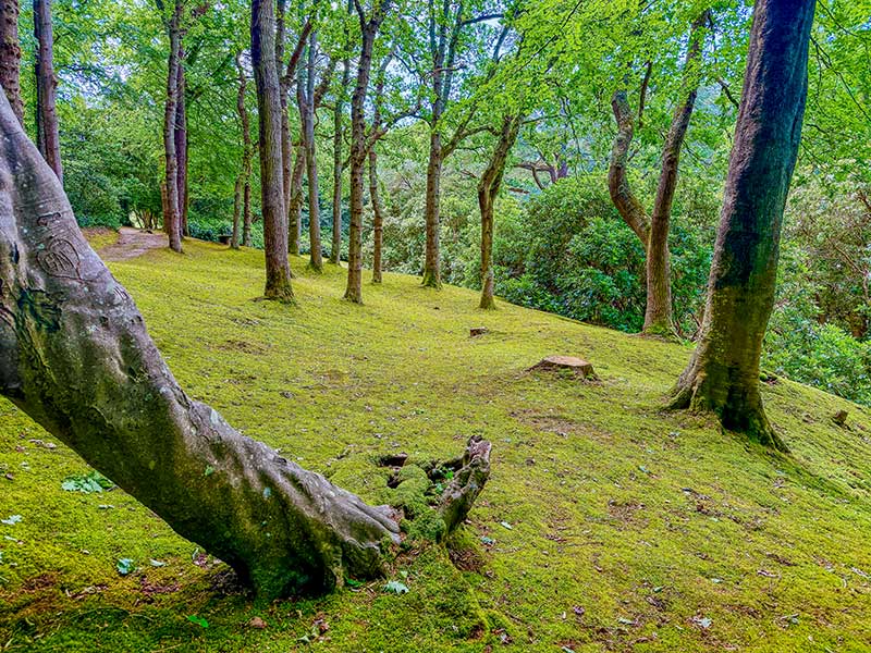 Moos im Wald Moos im Wald
