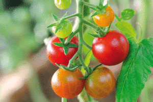 Tomaten