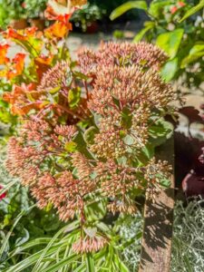 Sedum "Herbstfreude"