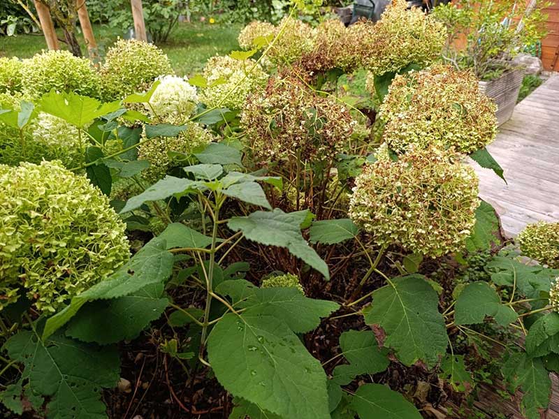 Hortensien mit Hitzeschäden