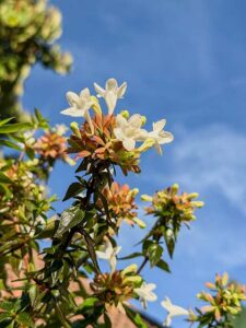 Abelia-Helios