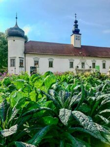 Alte Kohlsorten in der Arche Noah in Schiltern