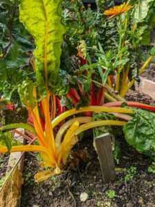 Herbstgem&uuml;se - Bunte Stiele und Bl&auml;tter
