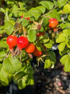 Dunkelrote Kartoffelrose