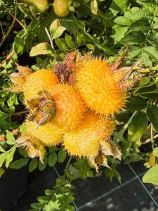 Kastanienrose
